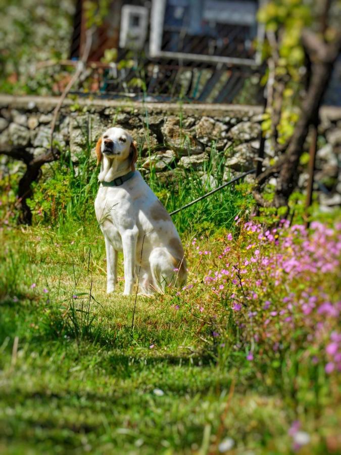 Green Garden Guesthouse Shkodër Eksteriør bilde